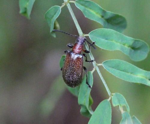 Lagriinae